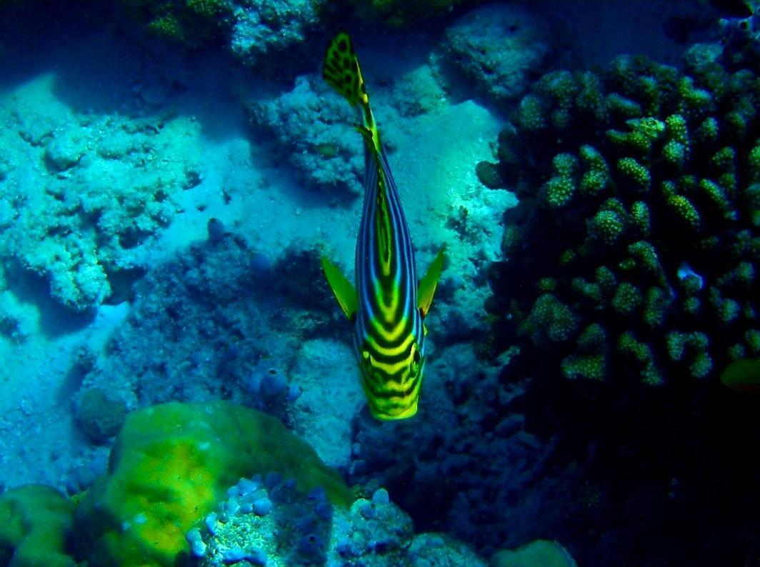 Ras Village Rasdhoo Екстер'єр фото