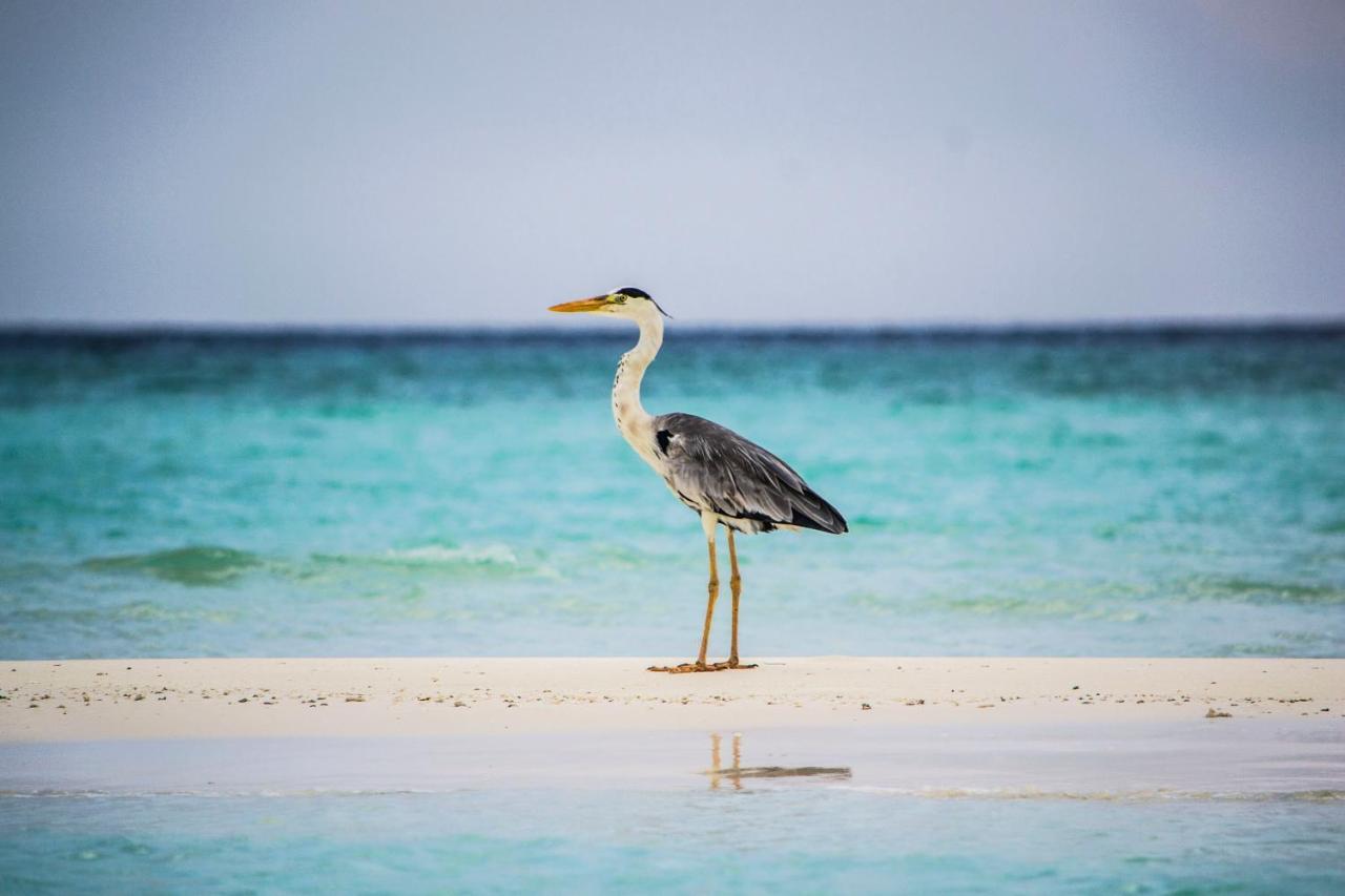 Ras Village Rasdhoo Екстер'єр фото